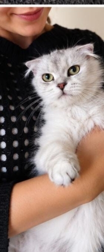 SCOTTISH FOLD..!! VETERİNERDEN..!! ACİİLL..!! fotoğraf