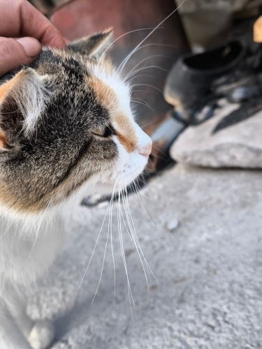 Asil kedi Peri nin acil yuvaya ihtiyacı var fotoğraf