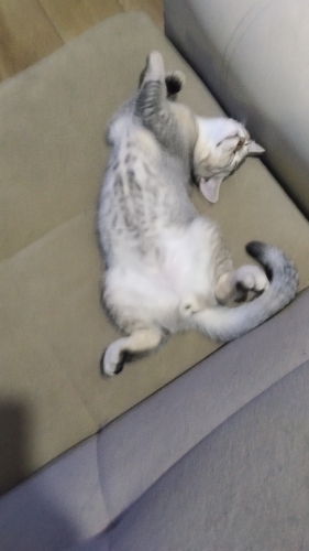 Çok asil bir yavru fotoğraf