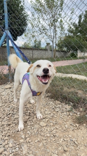 Oyuncu cana yakın sosyal bir köpek fotoğraf