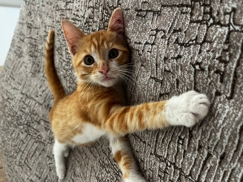 Benimiz için acil Yuva fotoğraf