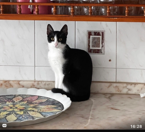 Oyuncu hareketli ca. Yakın stres unutturan türden fotoğraf