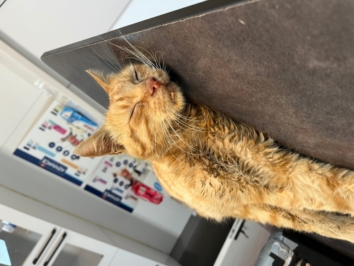 Çok güçlü ve akıllı bi oğlan fotoğraf