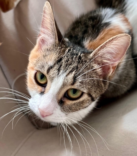 🐾 Maya ömürlük yuvasını arıyor! 🤍 fotoğraf