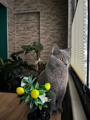 Poncık yenı ailesini arıyor fotoğraf