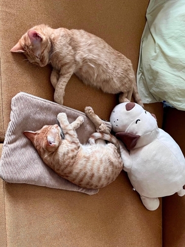 🐾 Mimi ve Ekmek birlikte ömürlük yuvalarını arıyor! 🤍 fotoğraf