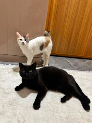 Gösterişli kedi puma fotoğraf