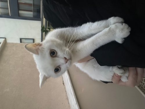 Cins yetişkin kedi fotoğraf