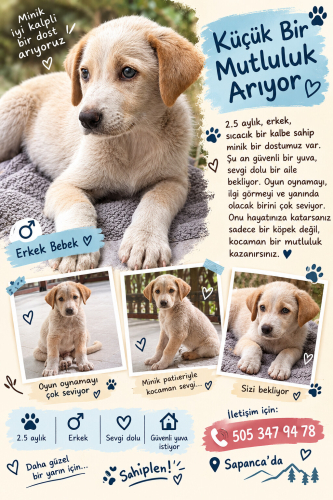 Jolly için yuva 🐶🤍 fotoğraf