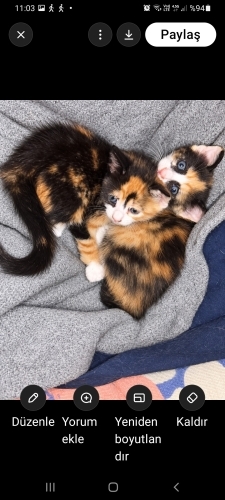 iki minik kardeşe Ömürlük yuva ariyoruz🥰🥰 fotoğraf