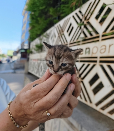 minik yavrulara acil yer ya da yuva fotoğraf