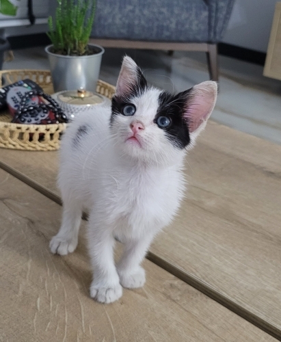 Maviş gözlü minik kıza yuva 🧿 fotoğraf