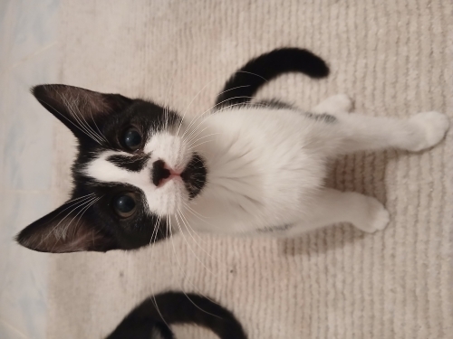 Üç aylık oyuncu dişi kedi fotoğraf