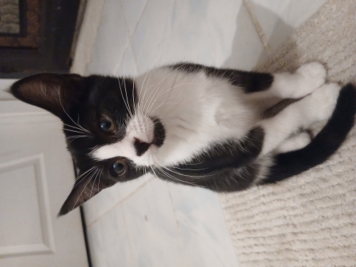 Üç aylık şirin oyuncu dişi kedi fotoğraf