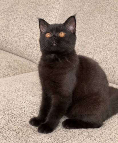 Ücretsiz bal gözlü kısır british shorthair fotoğraf