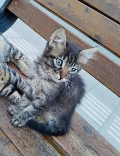 yurdun avlusundaki yavru kedi fotoğraf