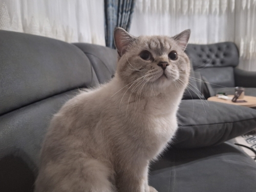 british shorthair boncuğumuz fotoğraf