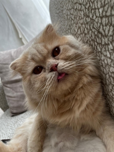 Oyunbaz kedi ŞAŞKIN. Ücretsiz sahiplendirme. fotoğraf