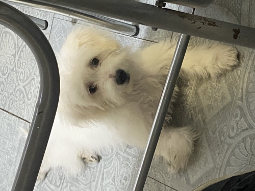Dört aylık maltipoo cinsi oğlumuz fotoğraf