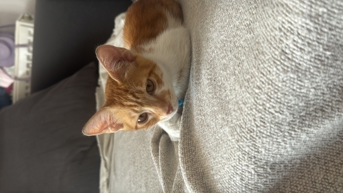 Oyuncu, Uysal ve Tuvalet Eğitimli Ömürlük Yuvasını Arıyor 🐾 fotoğraf