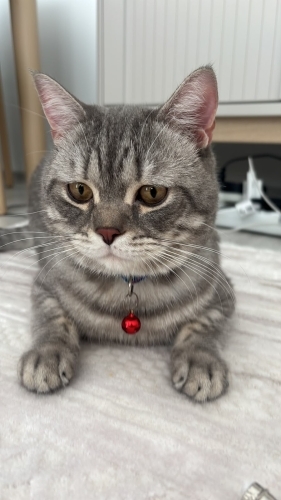 🐾ÖMÜRLÜK YUVASINI ARIYOR 🐾 fotoğraf