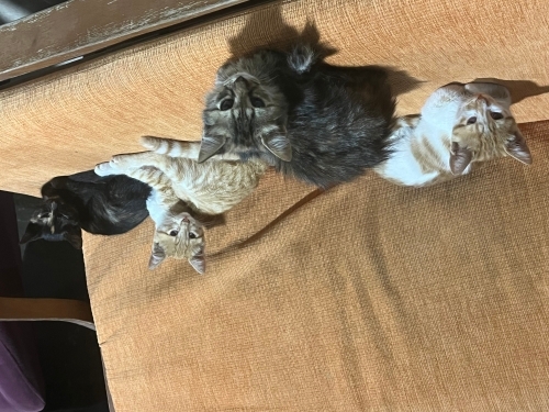 5 küçük aşk yuva arıyor fotoğraf