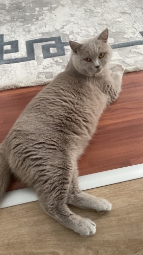Sevecen, akıllı fotoğraf