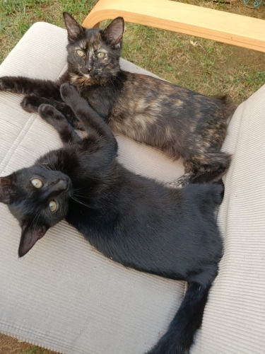 🐾 İki Güzel Kardeşe Ömürlük Yuva Arıyoruz 🐾 fotoğraf