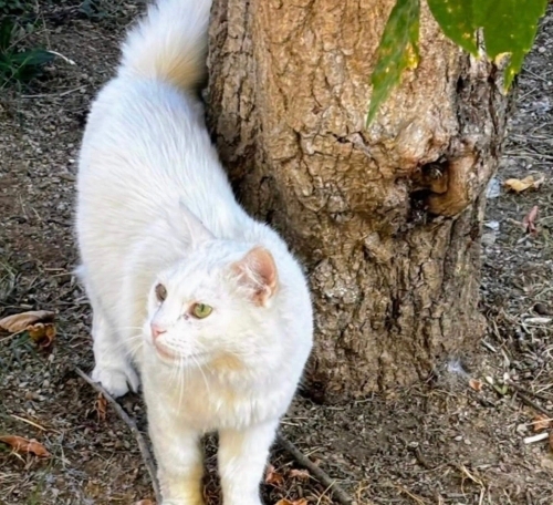 Pamuk yuva arıyor fotoğraf