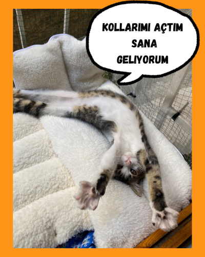 Oyun parkında yaralı bulduğumuz Lila yuva arıyor 😻 fotoğraf