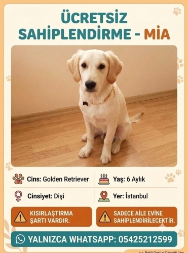 Mia 7 aylık dişi fotoğraf