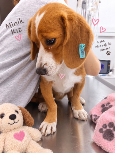 Ücretsiz sahiplenme beagle melez dünya güzeli fotoğraf