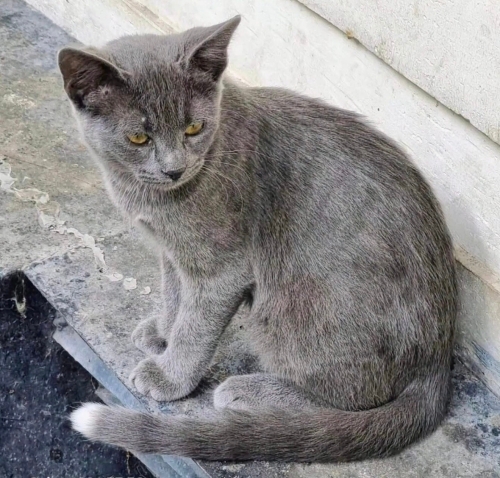 Bahar yuva arıyor fotoğraf