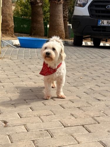 🤍 **Kıvırcık tüylü minik oğlan yuvasını arıyor!** 🐾 fotoğraf