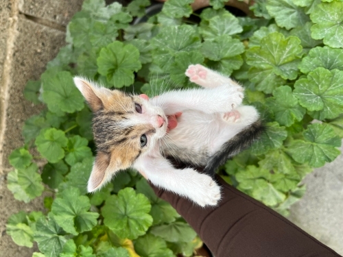 Ömürlük yuva arıyoruz 🐾 fotoğraf