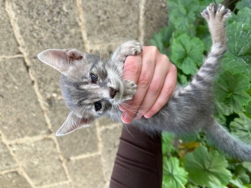 Görme engelli 🐾 fotoğraf