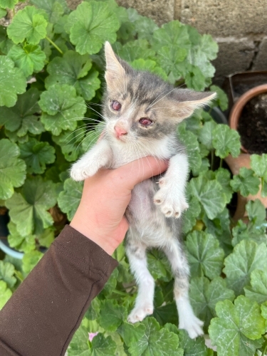 Görme engelli yavrular 🐾 fotoğraf
