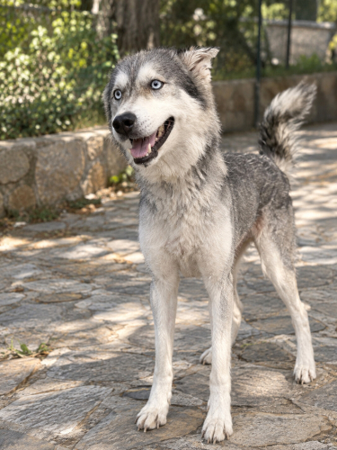 🐾 Yuva Arayan 3 Yaşında Dişi Husky fotoğraf
