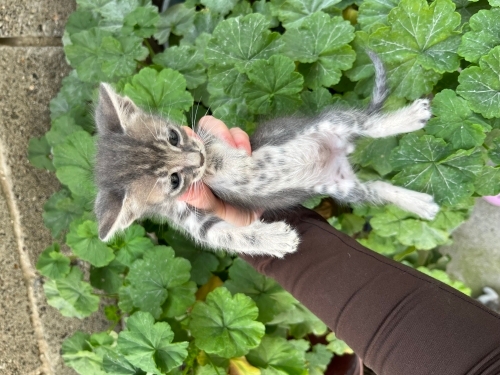 1,5 aylık yavru 🐾 fotoğraf