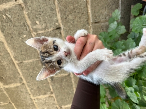 Yuvam olur musun 🥺 fotoğraf