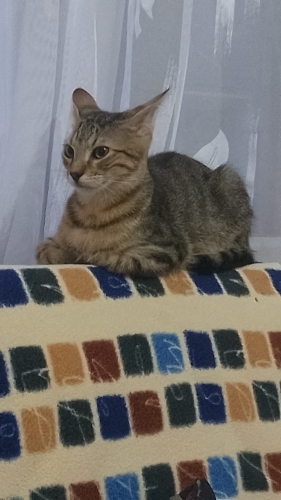 6 aylık bu güzel bebeğe yuva fotoğraf