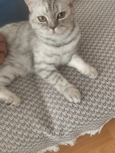 Fıstık 6 aylık uysal bi kedi fotoğraf
