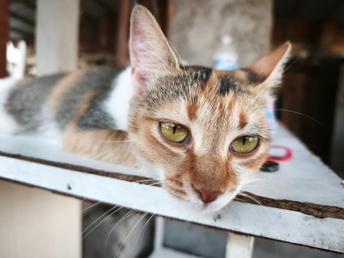İki kardeşe acil yuva fotoğraf