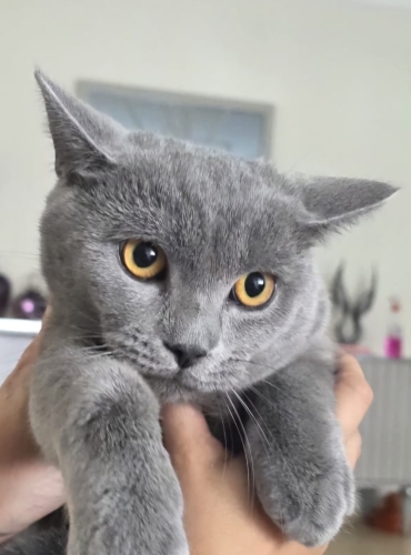 Duman için yuva olur musun fotoğraf