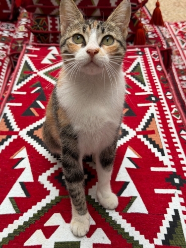 Yavruları yuvalandı, sıra onda fotoğraf