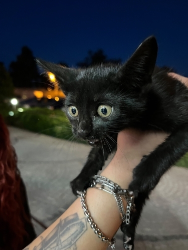 tatı çirkin mayhoș kedi fotoğraf