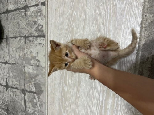 Annesi tarafından terk edilmiş 1 aylık olmasına rağmen kuma yapıyor tuvaletiniü fotoğraf