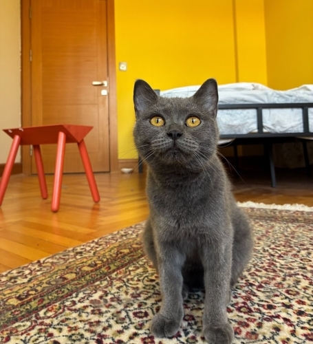 Acil Ankara yuva fotoğraf