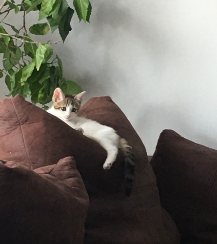 Akıl küpü yavru kediye ömürlük yuva fotoğraf