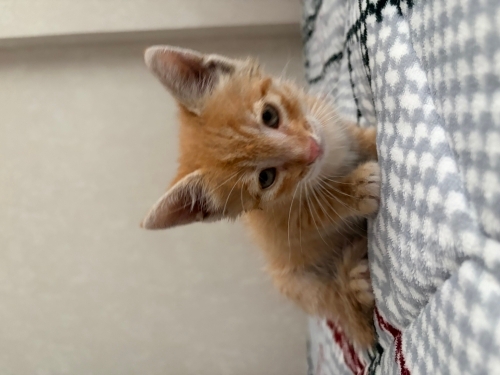 1 Haftalık Yavru Kedi fotoğraf